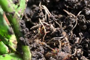 Aphids feeding on celery roots. Photo by: S. K. Dara